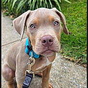 Soyer is registered to the contest to win money with this photo: dog, puppy, portrait, outdoor, garden, grass, plants, path, leash, collar, blue_collar, brown_dog, sitting, floppy_ears, wide_eyes, pet, animal, canine, daylight, close_up