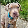 dog, puppy, portrait, outdoor, garden, grass, plants, path, leash, collar, blue_collar, brown_dog, sitting, floppy_ears, wide_eyes, pet, animal, canine, daylight, close_up