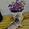 Mia participe au concours pour gagner de l'argent avec cette photo : cat, plant, purple_flowers, flower_pot, wooden_deck, outdoor, pet, curious, nature, animal, feline, green_stems, white_pot, wood, close_up, daylight, wall, leaf, pet_outdoor, flower
