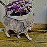 cat, flower_pot, purple_flowers, wooden_deck, pet, animal, outdoor, plant, wall, curious, feline, walking, nature, garden, domestic_animal, pet_outdoor, small_animal, flora, summer, daylight