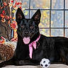 Roxane participe au concours pour gagner de l'argent avec cette photo : animal, autumn_leaves, black_dog, cozy, decorative, dog, fall_decor, hay_bale, indoor, laying_down, nature_background, perky_ears, pet, pink_bandana, playful, portrait, smiling, tongue_out, toy_ball, window
