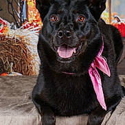 Roxane participe au concours pour gagner de l'argent avec cette photo : animal, autumn, bandana, black_dog, canine, cute, dog, ears, fall, friendly, fur, hay, indoor, pet, pink_bandana, portrait, pumpkin, smiling, tongue, window