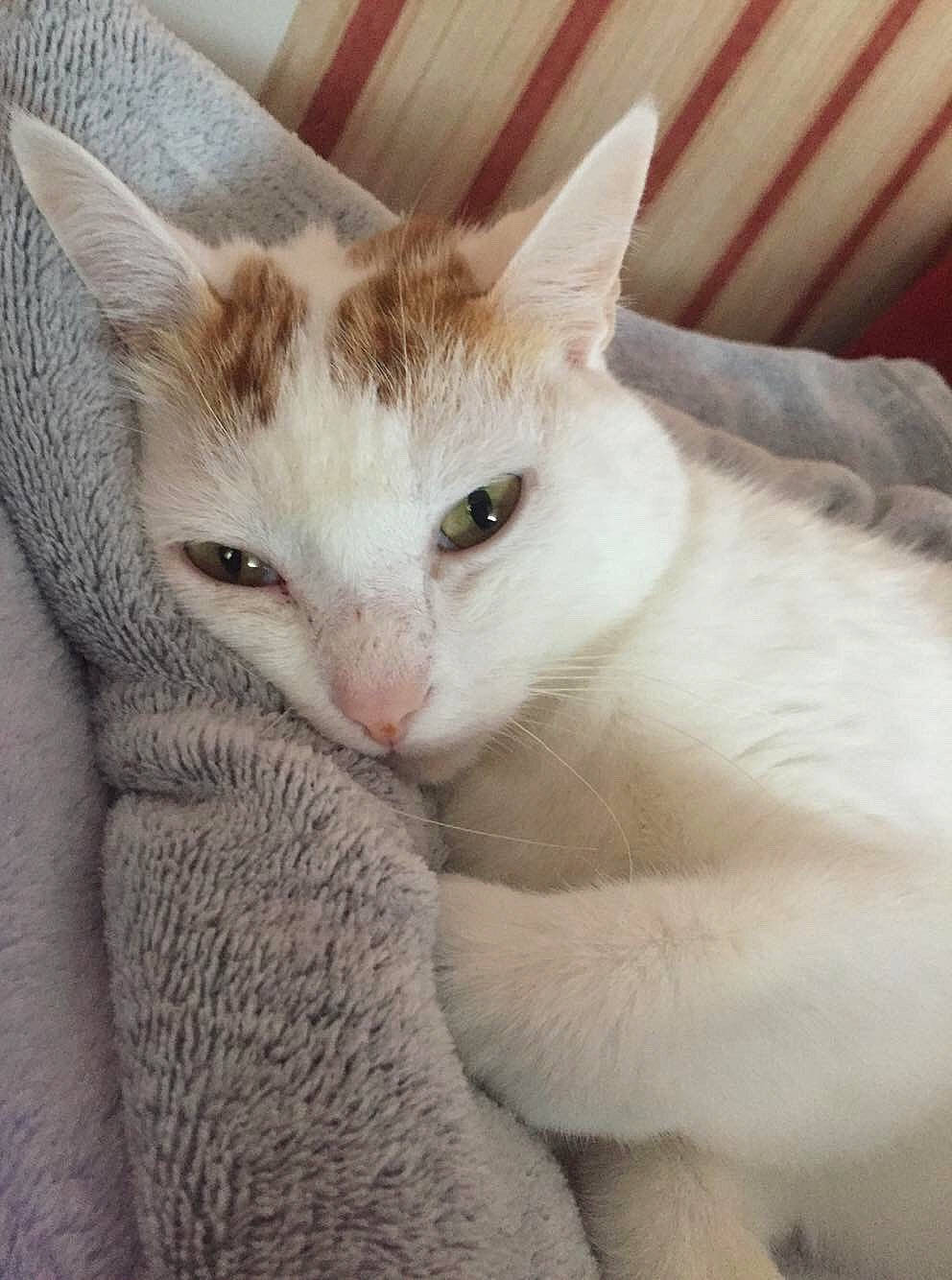 Zizou participe au concours pour gagner de l'argent avec cette photo : carnivore, cat, comfort, domestic_short_haired_cat, ear, fawn, felidae, fur, paw, small_to_medium_sized_cats, snout, tail, terrestrial_animal, whiskers, window