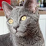 cat, gray_cat, golden_eyes, portrait, close_up, whiskers, fur, ears, animal, pet, indoors, home, sitting, alert, looking_at_camera, fluffy, short_hair, facial_features, dramatic_eyes, photography