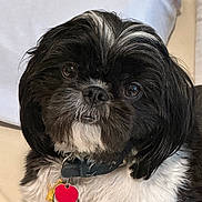 Bandit is registered to the contest to win money with this photo: dog, pet, black_and_white, collar, tag, heart_shaped_tag, fur, close_up, cute, animal, indoor, portrait, small_dog, shih_tzu, face, whiskers, nose, eyes, sitting, furry