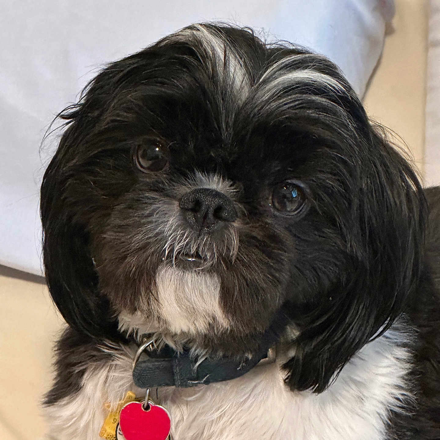 Bandit is registered to the contest to win money with this photo: dog, pet, black_and_white, collar, tag, heart_shaped_tag, fur, close_up, cute, animal, indoor, portrait, small_dog, shih_tzu, face, whiskers, nose, eyes, sitting, furry