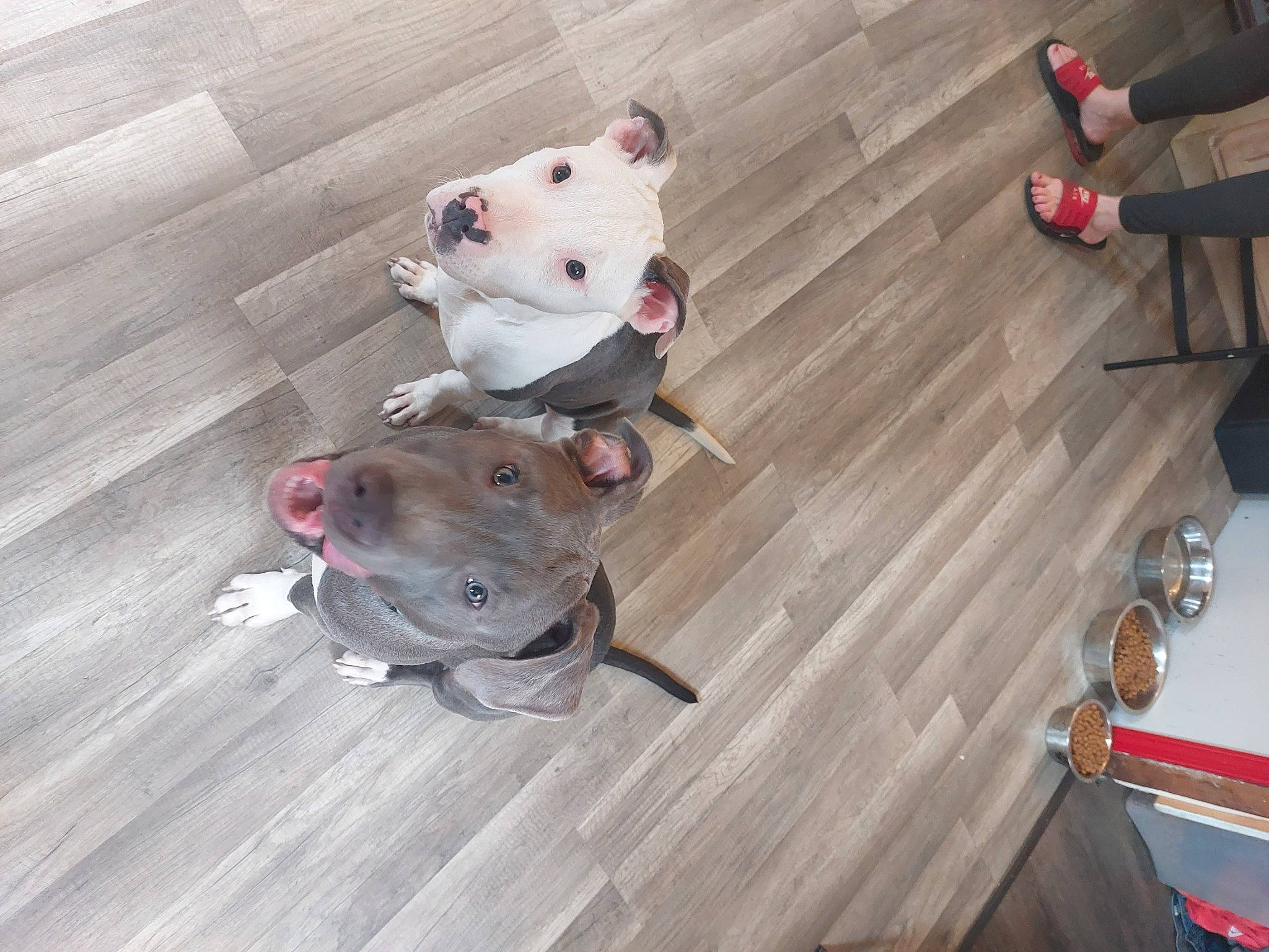 Abel joined the competition — help win amazing prizes! carmine, fawn, flooring, fur, grey, hardwood, metal, muroidea, pattern, room, snout, tail, terrestrial_animal, toy, whiskers, wood, wood_flooring, wood_stain