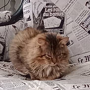 Griffou participe au concours pour gagner de l'argent avec cette photo : cat, fluffy, sleeping, chair, newspaper_print, fur, pet, indoor, cozy, resting, animal, feline, whiskers, cute, domestic_animal, relaxed, soft, cushion, pattern, home