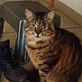 Griffou a rejoint le concours — aidez-le/la à gagner de superbes lots ! cat, tabby, green_eyes, fur, domestic, pet, indoor, floor, tile, boot, shoe, stool, gray_stool, brown_fur, striped_fur, whiskers, ears, sitting, curious, closeup