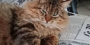 Griffou participe au concours pour gagner de l'argent avec cette photo : cat, tabby_cat, fluffy, lounging, chair, newspaper_print, fabric, paw, feline, pet, indoor, relaxed, fur, whiskers, ears, green_eyes, closeup, animal, resting, home
