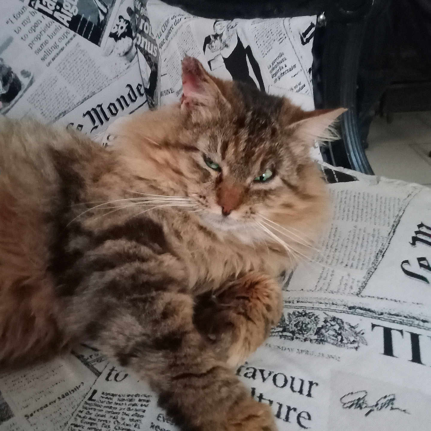 Griffou participe au concours pour gagner de l'argent avec cette photo : animal, cat, chair, closeup, ears, fabric, feline, fluffy, fur, green_eyes, home, indoor, lounging, newspaper_print, paw, pet, relaxed, resting, tabby_cat, whiskers