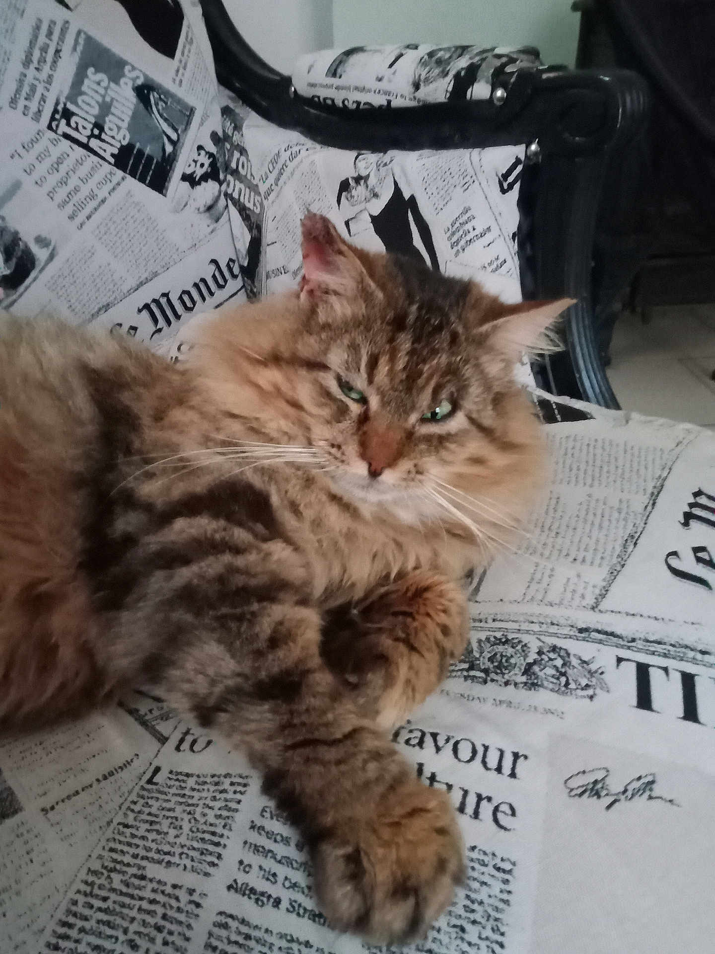 Griffou participe au concours pour gagner de l'argent avec cette photo : cat, tabby_cat, fluffy, lounging, chair, newspaper_print, fabric, paw, feline, pet, indoor, relaxed, fur, whiskers, ears, green_eyes, closeup, animal, resting, home