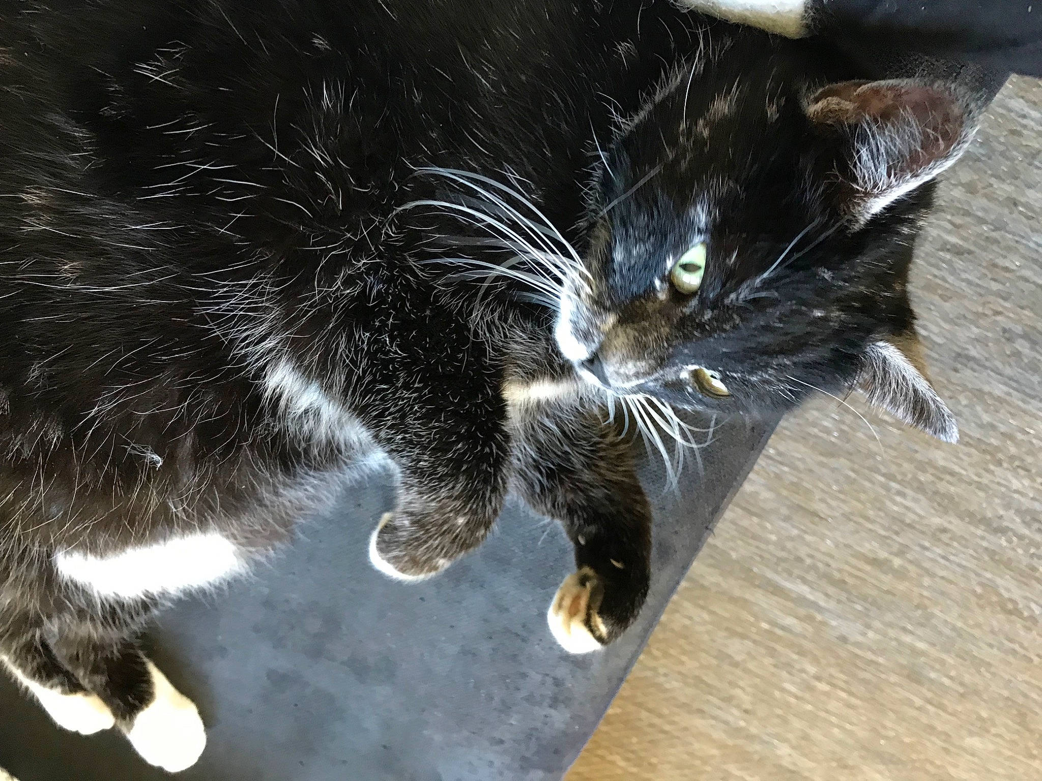 Chaussette participe au concours pour gagner de l'argent avec cette photo : black_cat, carnivore, cat, claw, domestic_short_haired_cat, european_shorthair, felidae, fur, polydactyl_cat, small_to_medium_sized_cats, snout, tail, whiskers
