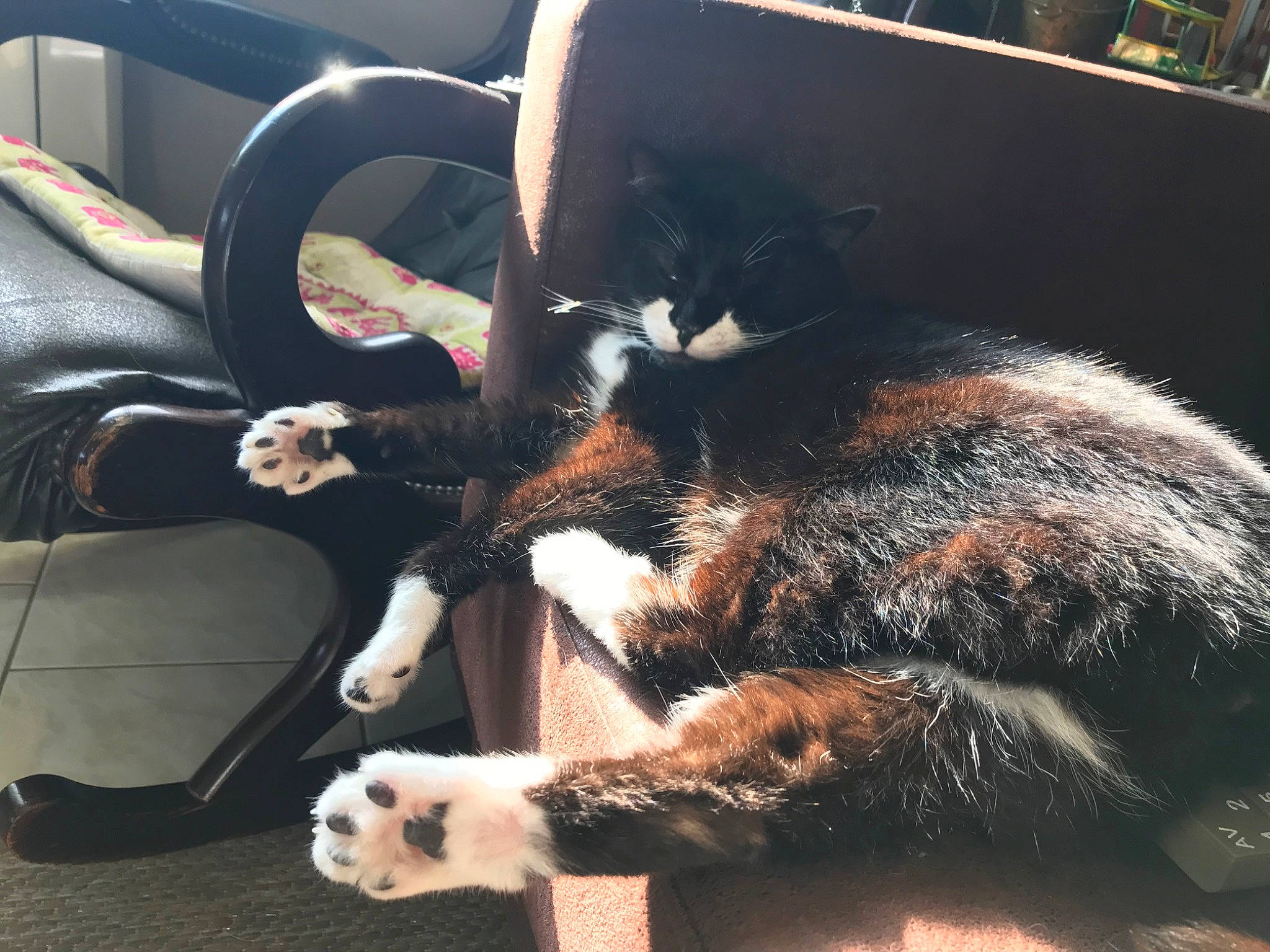Chaussette participe au concours pour gagner de l'argent avec cette photo : carnivore, cat, claw, felidae, fur, metal, nap, small_to_medium_sized_cats, snout, tail, whiskers