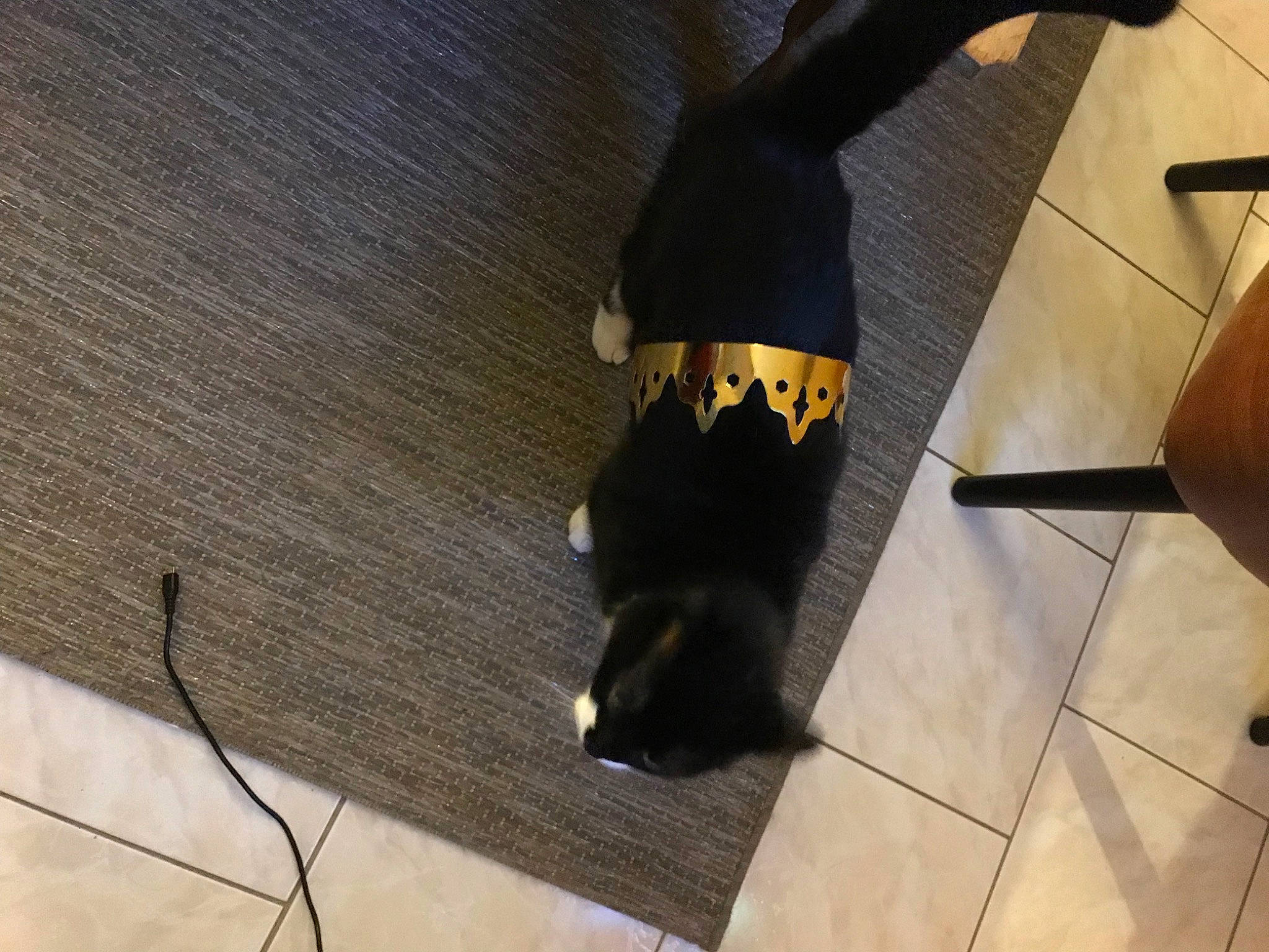 Chaussette a rejoint le concours — aidez-le/la à gagner de superbes lots ! black_cat, cat, floor, flooring, hardwood, small_to_medium_sized_cats, tail, tile