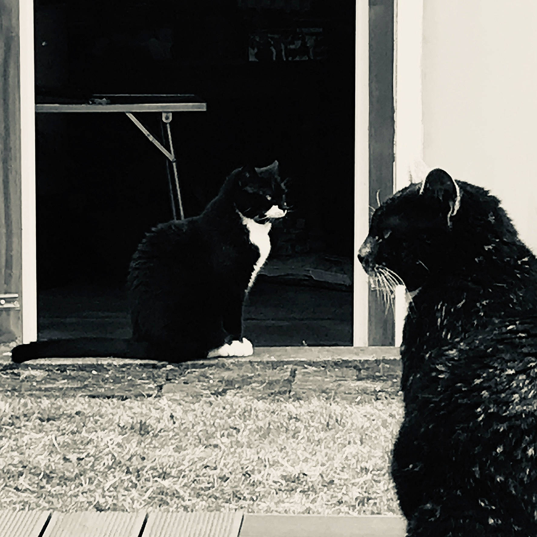 Chaussette a rejoint le concours — aidez-le/la à gagner de superbes lots ! black, black_and_white, black_cat, carnivore, cat, domestic_short_haired_cat, felidae, monochrome, monochrome_photography, photography, polydactyl_cat, small_to_medium_sized_cats, snapshot, snout, style, whiskers, window