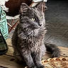 animal, cat, chair, cozy, domestic, feline, floor_tiles, fluffy, fur, gray_cat, home, household, indoor, looking_away, pet, sitting, whiskers, wicker_basket, wooden_table, yellow_eyes