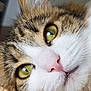 cat, close_up, green_eyes, pink_nose, whiskers, fur, pet, animal, cute, tabby, face, portrait, domestic_cat, indoor, feline, soft, muzzle, alert, curious, macro