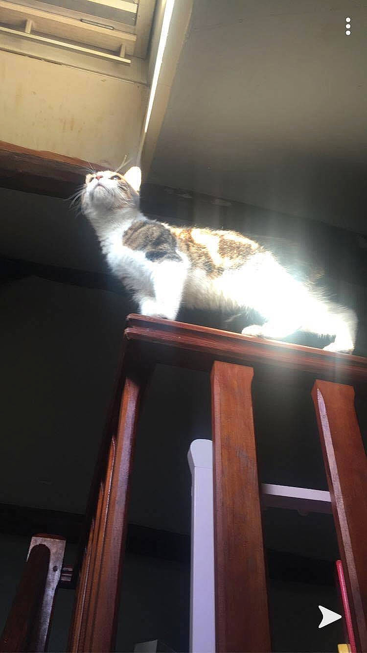 Yoco a rejoint le concours — aidez-le/la à gagner de superbes lots ! carnivore, cat, cat_supply, domestic_short_haired_cat, felidae, fur, hardwood, room, small_to_medium_sized_cats, tail, whiskers, window, wood