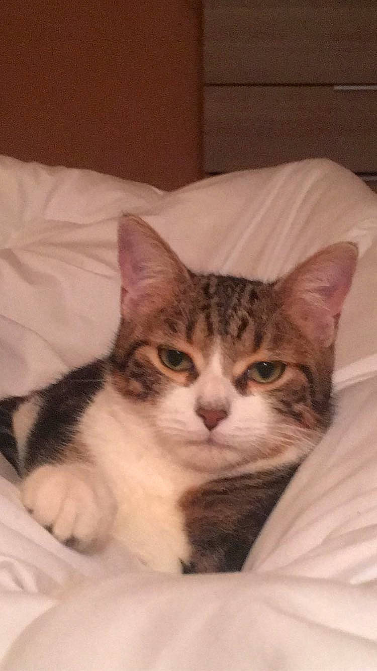 Yoco participe au concours pour gagner de l'argent avec cette photo : carnivore, cat, comfort, domestic_short_haired_cat, felidae, fur, small_to_medium_sized_cats, snout, terrestrial_animal, whiskers, window