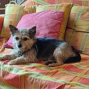 Othello participe au concours pour gagner de l'argent avec cette photo : animal, black_and_tan, canine, collar, colorful, couch, cushion, dog, indoors, living_room, lying_down, patterned_fabric, pet, pillow, portrait, relaxed, sitting, small_dog, sofa, terrier