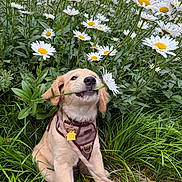 Dug is registered to the contest to win money with this photo: puppy, dog, golden_retriever, flower, daisy, grass, greenery, garden, pet, cute, playful, nature, outdoor, leash, collar, sitting, young_animal, plant, flora, spring