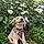 Dug