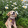 puppy, dog, golden_retriever, flower, daisy, grass, greenery, garden, pet, cute, playful, nature, outdoor, leash, collar, sitting, young_animal, plant, flora, spring