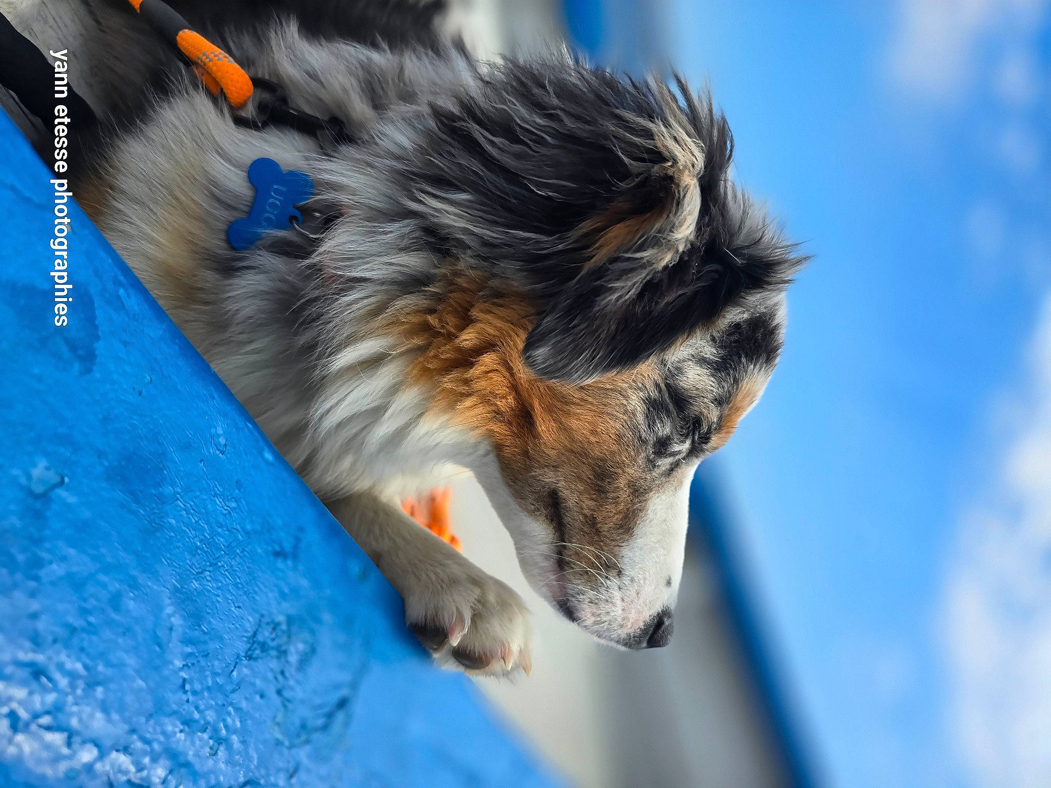 Uggy participe au concours pour gagner de l'argent avec cette photo : canidae, carnivore, claw, close_up, cloud, cumulus, dog, dog_breed, electric_blue, fur, macro_photography, plant, scotch_collie, sky, snout, tail, terrestrial_animal, whiskers, wildlife, wing