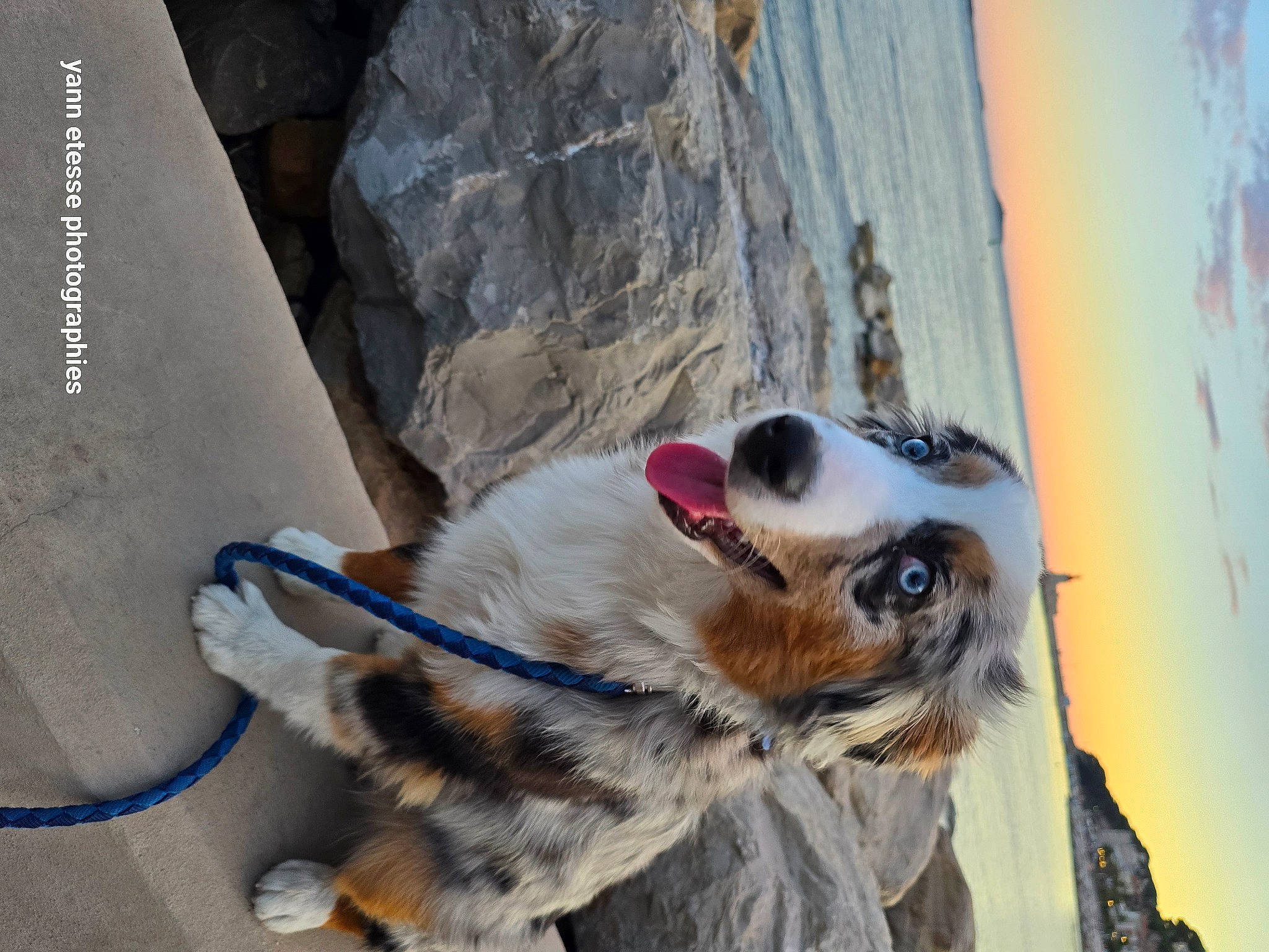 Uggy a rejoint le concours — aidez-le/la à gagner de superbes lots ! beach, canidae, carnivore, collar, companion_dog, dog, dog_breed, dog_collar, dog_supply, electric_blue, fawn, fur, leash, pet_supply, sky, snout, water, whiskers, wood, working_dog