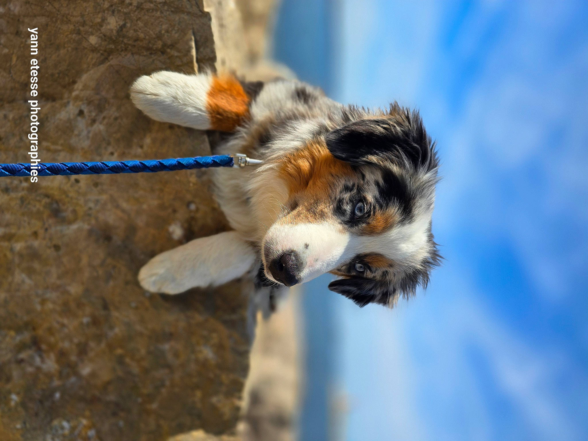 Uggy participe au concours pour gagner de l'argent avec cette photo : canidae, carnivore, cloud, collar, collie, companion_dog, dog, dog_breed, dog_collar, electric_blue, fur, herding_dog, pet_supply, scotch_collie, sky, snout, sporting_group, tail, whiskers, working_animal