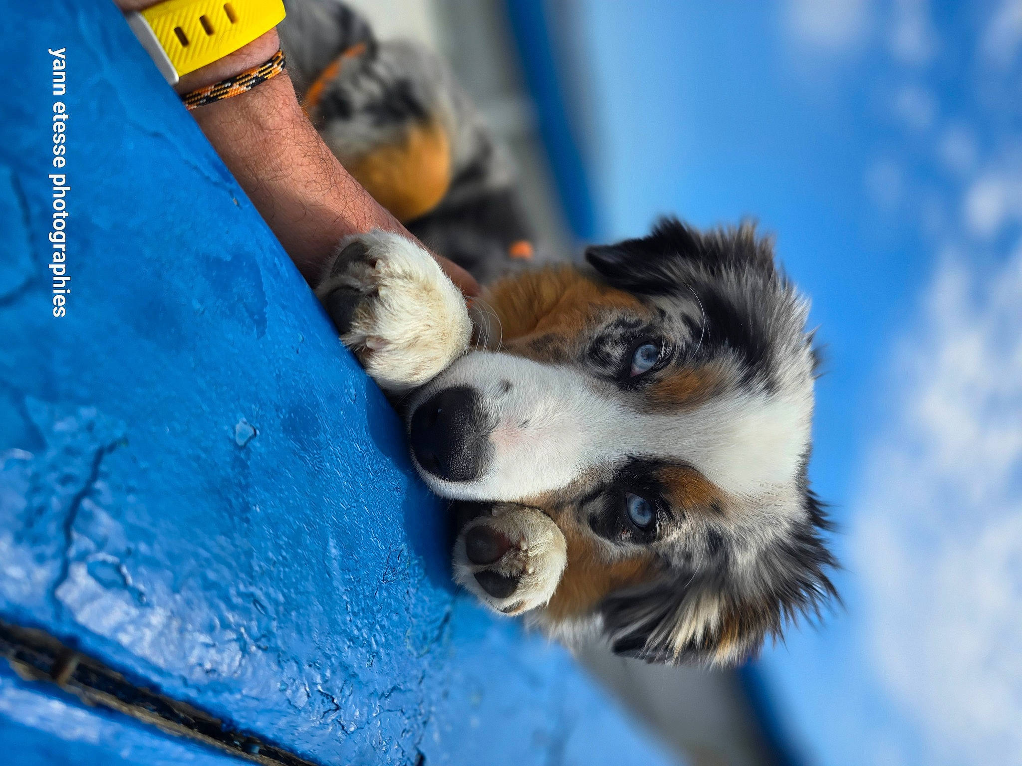 Uggy participe au concours pour gagner de l'argent avec cette photo : blue, bracelet, carnivore, clock, cloud, collar, companion_dog, cumulus, dog, dog_breed, electric_blue, fashion_accessory, fur, human_leg, jewellery, personal_protective_equipment, sky, watch, whiskers, wrist