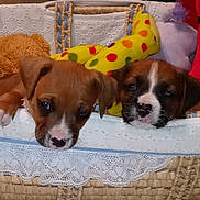 King And Kong joined the competition — help win amazing prizes! puppy, dog, basket, toy, plush, wicker, lace, nose_spot, white_muzzle, brown_coat, paws, eyes, closeup, pair, cuddly, indoor, blanket, fabric, sleepy, cute