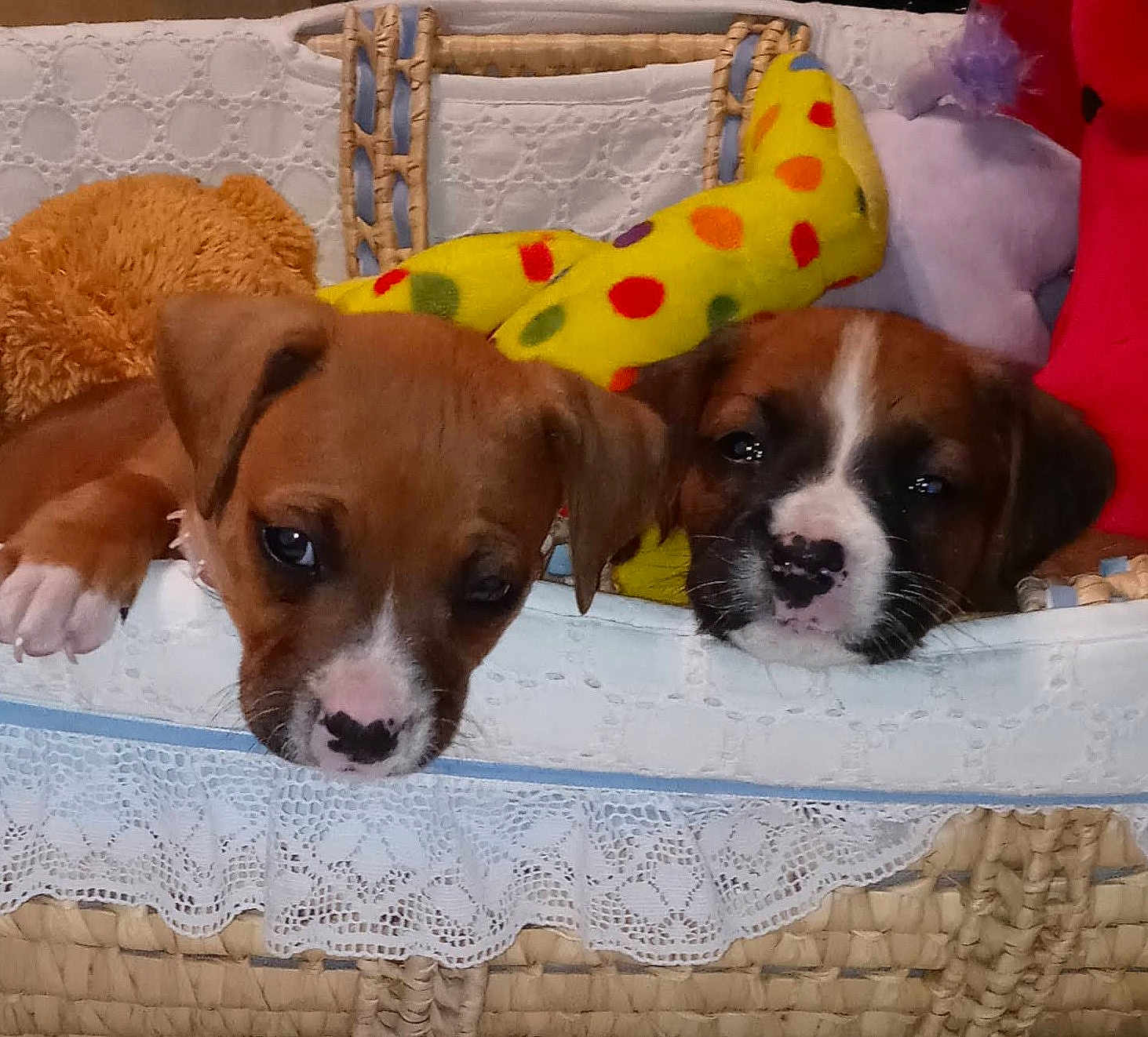 King And Kong joined the competition — help win amazing prizes! puppy, dog, basket, toy, plush, wicker, lace, nose_spot, white_muzzle, brown_coat, paws, eyes, closeup, pair, cuddly, indoor, blanket, fabric, sleepy, cute