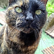 Vérone participe au concours pour gagner de l'argent avec cette photo : cat, tortoiseshell, feline, pet, animal, green_eyes, whiskers, ears, close_up, portrait, outdoor, garden, greenery, wooden_deck, deck, fur, black_fur, brown_fur, staring, nature