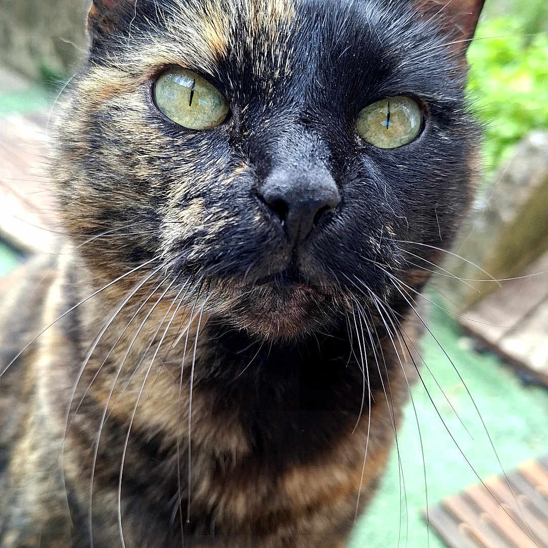Vérone participe au concours pour gagner de l'argent avec cette photo : cat, tortoiseshell, feline, pet, animal, green_eyes, whiskers, ears, close_up, portrait, outdoor, garden, greenery, wooden_deck, deck, fur, black_fur, brown_fur, staring, nature