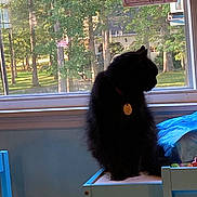Taffy is registered to the contest to win money with this photo: cat, black_cat, indoor, window, table, drawing, greenery, trees, sunlight, silhouette, furniture, home, pets, cozy, daylight, collar, tag, blue_chair, art, quiet