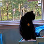 cat, black_cat, indoor, window, table, drawing, greenery, trees, sunlight, silhouette, furniture, home, pets, cozy, daylight, collar, tag, blue_chair, art, quiet