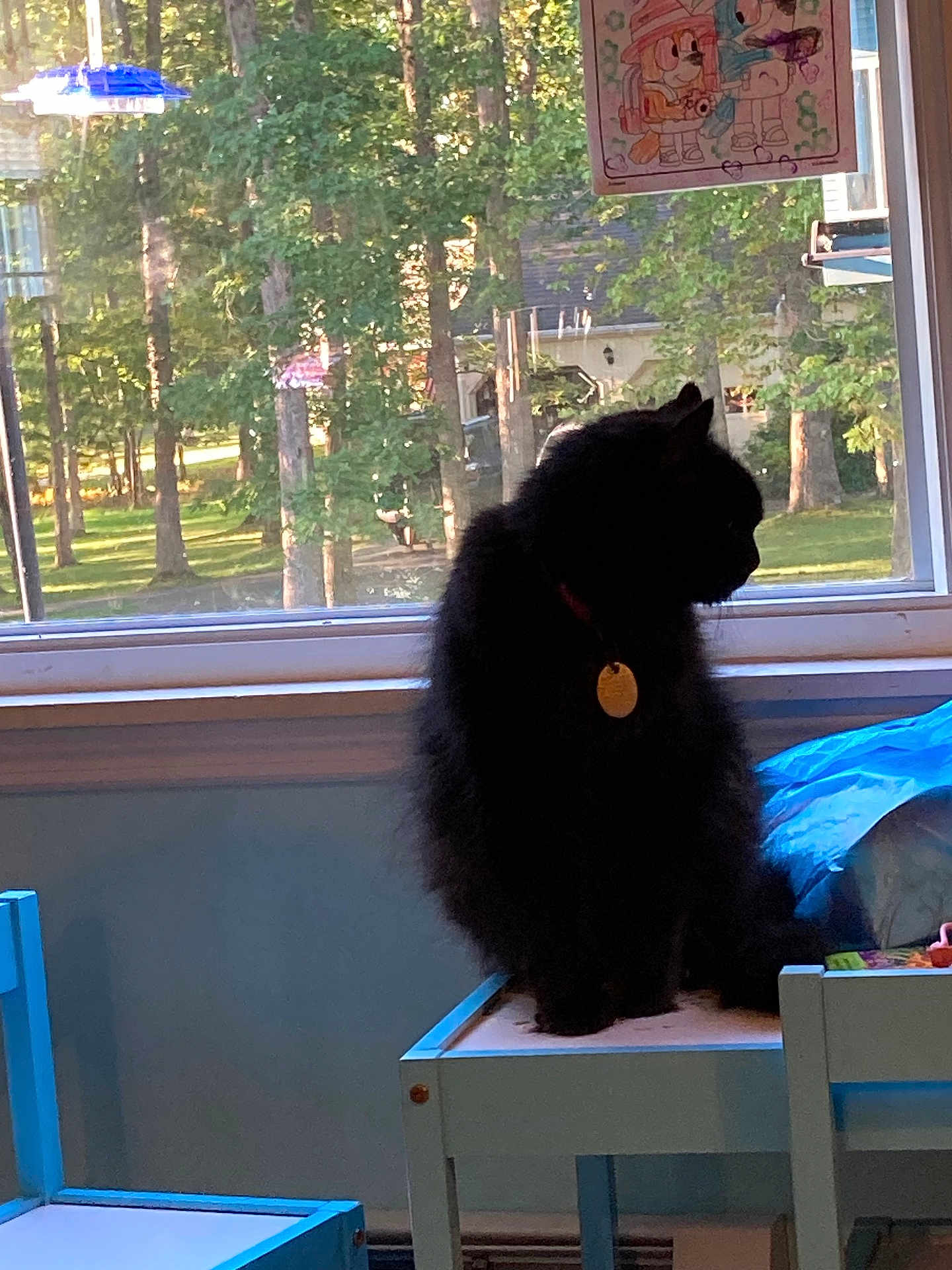 Taffy is registered to the contest to win money with this photo: cat, black_cat, indoor, window, table, drawing, greenery, trees, sunlight, silhouette, furniture, home, pets, cozy, daylight, collar, tag, blue_chair, art, quiet