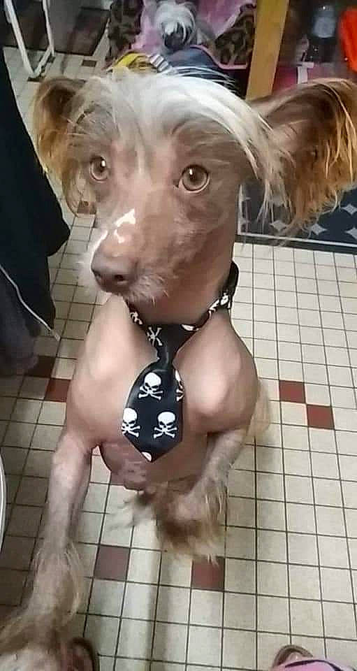 Original Punk a rejoint le concours — aidez-le/la à gagner de superbes lots ! art, carnivore, collar, companion_dog, dog, dog_breed, dog_collar, dog_supply, ear, fashion_accessory, fawn, flooring, fur, liver, pet_supply, snout, sporting_group, toy_dog, working_animal