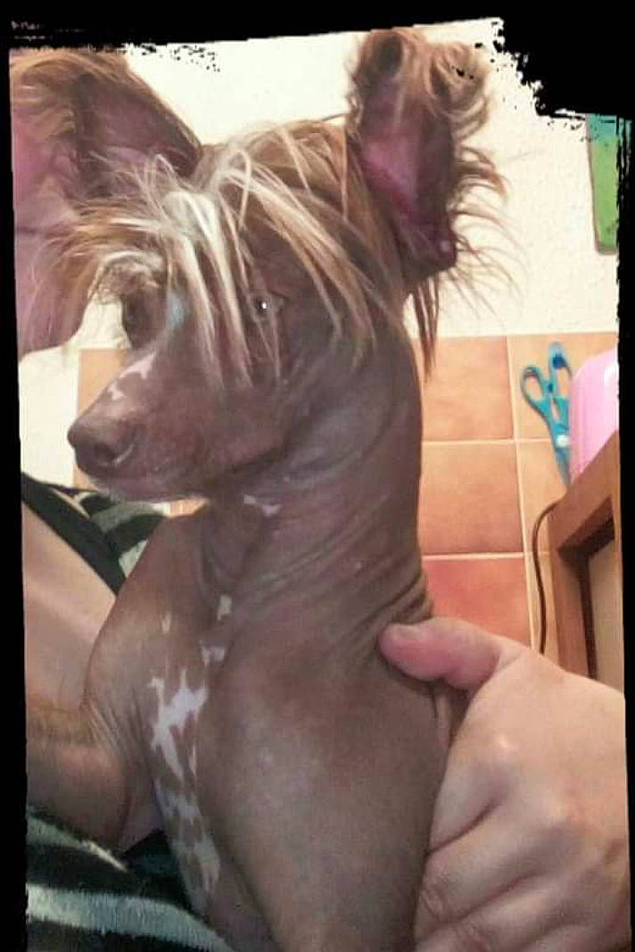 Original Punk a rejoint le concours — aidez-le/la à gagner de superbes lots ! art, canidae, carnivore, chinese_crested_dog, companion_dog, dog, dog_breed, fawn, felidae, fictional_character, fur, liver, small_terrier, snout, sporting_group, tail, terrier, toy_dog, visual_arts, whiskers