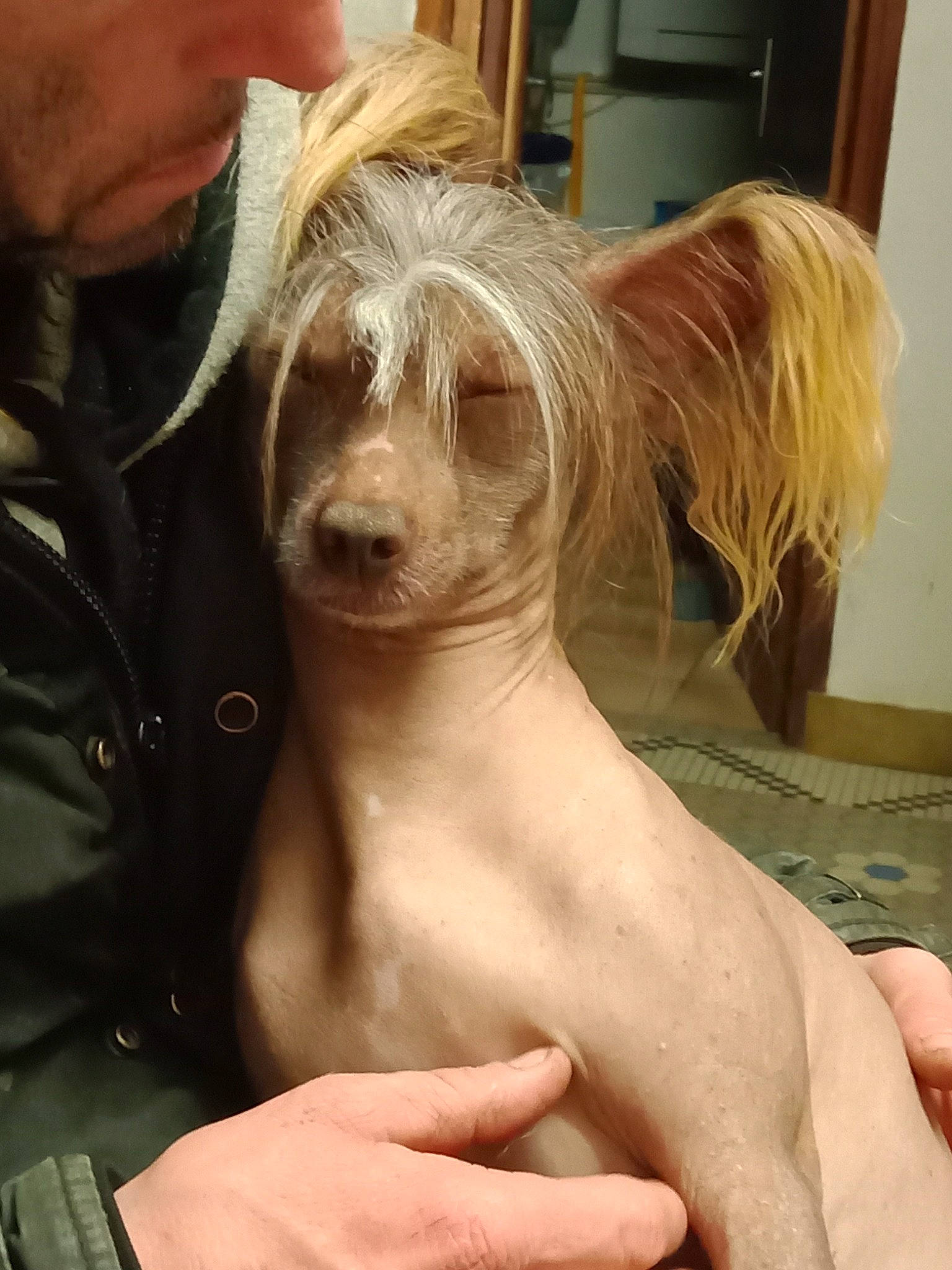 Original Punk a rejoint le concours — aidez-le/la à gagner de superbes lots ! blond, carnivore, chest, chinese_crested_dog, companion_dog, dog, dog_breed, ear, eyelash, eyewear, finger, fur, nail, small_terrier, snout, sporting_group, sunglasses, surfer_hair, terrier, toy_dog