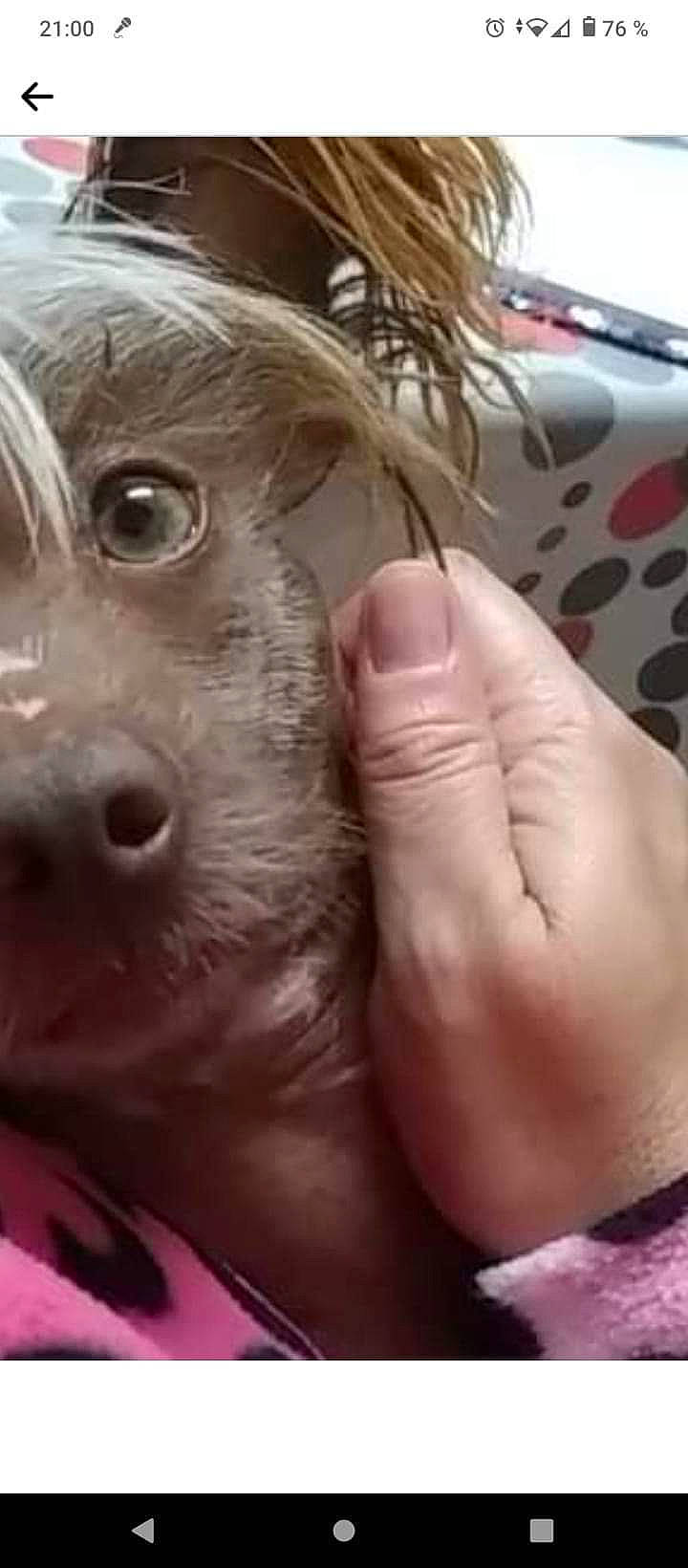 Original Punk participe au concours pour gagner de l'argent avec cette photo : canidae, companion_dog, dog_breed, eyelash, fawn, fictional_character, flesh, fur, gesture, nail, nose, selfie, snout, sporting_group, stuffed_toy, toy, toy_dog, whiskers, working_animal