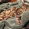 cat, sleeping, pet, animal, blanket, bed, cozy, indoors, relaxed, spotted_fur, tabby, bengal_cat, paw, whiskers, closed_eyes, nap, soft_fabric, bedroom, warm_lighting, portrait