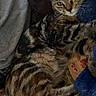 Stitch joined the competition — help win amazing prizes! cat, kitten, tabby, striped_fur, feline, pet, animal, face, eyes, ears, whiskers, tail, paws, lying_down, sitting, blanket, cushion, indoor, cozy, portrait