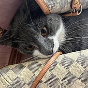 Lotus joined the competition — help win amazing prizes! animal, bag, cat, closeup, curious, cute, designer_bag, eye, face, fur, gray_cat, indoor, leather, louis_vuitton, pattern, peek, pet, texture, whiskers, white_cat