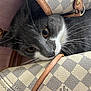 animal, bag, cat, closeup, curious, cute, designer_bag, eye, face, fur, gray_cat, indoor, leather, louis_vuitton, pattern, peek, pet, texture, whiskers, white_cat
