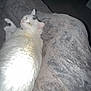 Lola is registered to the contest to win money with this photo: cat, white_cat, black_patch, pet, animal, feline, fluffy, indoor, blanket, gray_blanket, cozy, resting, relaxed, fur, whiskers, ears, small_animal, domestic_animal, laying_down, house