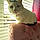 Lola