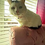 Lola is registered to the contest to win money with this photo: cat, white_cat, black_markings, pink_chair, upholstered_furniture, window_blinds, curtain, indoor, pet, animal, curious, closeup, soft_lighting, domestic_cat, feline, collar, bell, sitting, looking, cozy